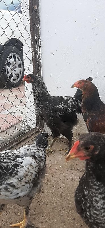 Toyuq cücələri, Damazlıq — 2