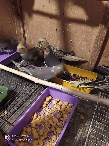 it aliram bakida: Salam. Diqqet alarken temizliye fikir verin///////// sultan adi ile — 9