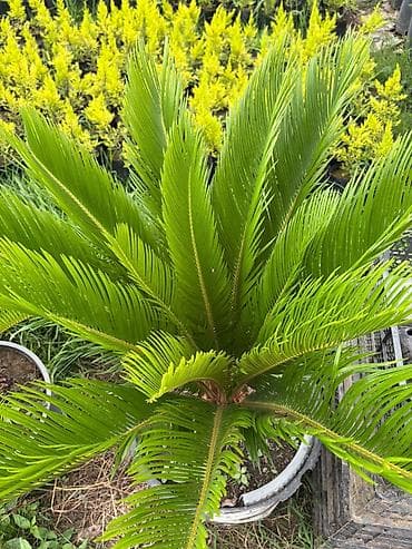 saxsı dibcək: Sago xurması (Cycas revoluta) – qara plastik dibçəkdə dekorativ — 5