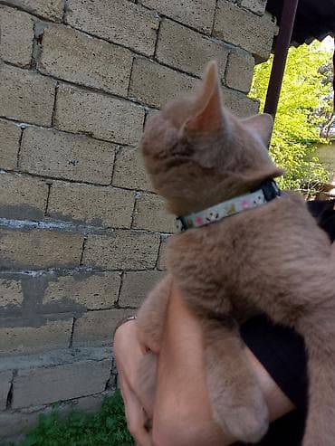 heyvanlara verilən xüsusi adlar: Ev pişiyi – krem rəngli, qısa tüklü - Rəng: açıq krem/qəhvəyi ton - — 4