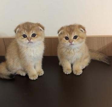 Шотландская — 2