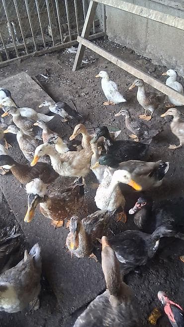 sacaqli qaz: Məişət və təsərrüfat üçün ördək sürüsü - Növ: müxtəlif yerli və — 3