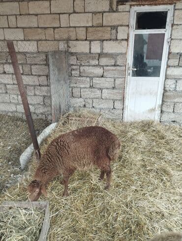 Gəmiricilər: Hər ikisi cins quzlaridir iksdə dişdir 5-6 aylıq quzlardir qiyməti — 13