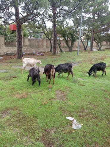 çəpiş əti: Dişi, Zanen, Alpine, Hələb, il: 1, 23 kq, Ətlik, Damazlıq, Südlük, Ödənişli çatdırılma — 2