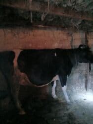 i̇nəklər: SALAM ALEYKUM ətlik inek teqribi 250 kq temiz eti olar diri ceki 7 — 5