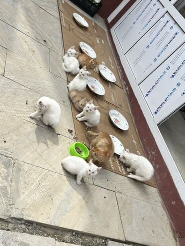 котенок в хорошие руки: Türk anqora, Erkək, Dişi, Yaxşı əllərə — 2