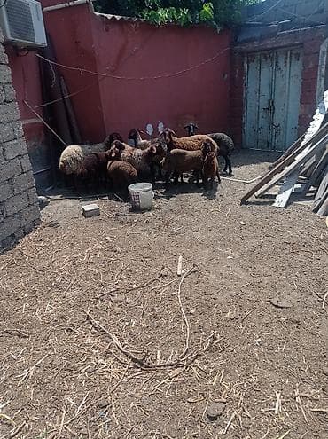 qoyun derisi: Dişi, Qala, il: 1, 50 kq, Damazlıq, Ünvandan götürmə — 9