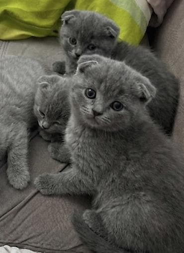 кошки в добрые руки: Шотландская — 1