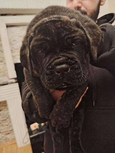 pudil iti satilir: Kane-Korso, 1 ay, Erkek, Sənədli, Ünvandan götürmə, Pulsuz çatdırılma, Rayonlara çatdırılma — 10