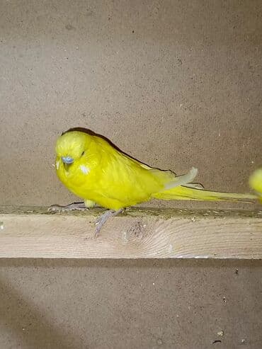 хаски цена в баку: Quşlar satılır 6 aylıq jumbo cüt 200manat 1 yaş 8 aylıq jumbo qarışıg — 5