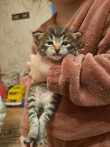 отдам в хорошие руки породистых котят: Табби, Самец, Самка, В добрые руки — 2