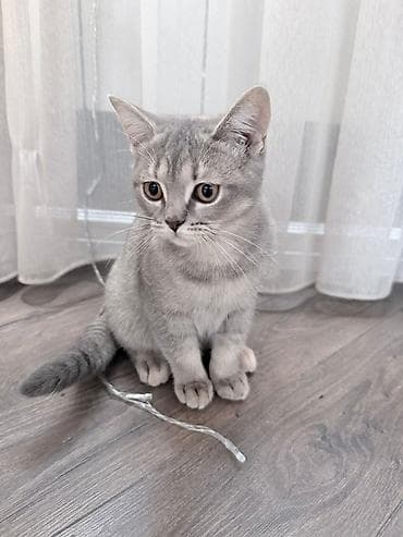 Britan, Dişi, Ödənişli çatdırılma