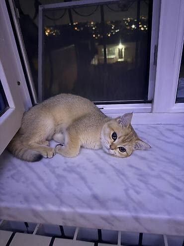 golden shinshilla: Qızıl şinşilla, Dişi — 2