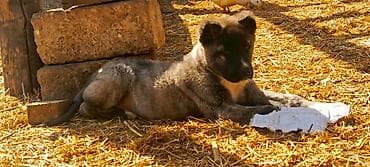 sibir itleri: Kanqal, 2 ay, Erkek, Peyvəndli, Ünvandan götürmə — 1