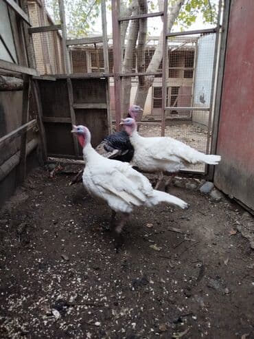 Digər kənd təsərrüfatı heyvanları: Erkək, Damazlıq — 7