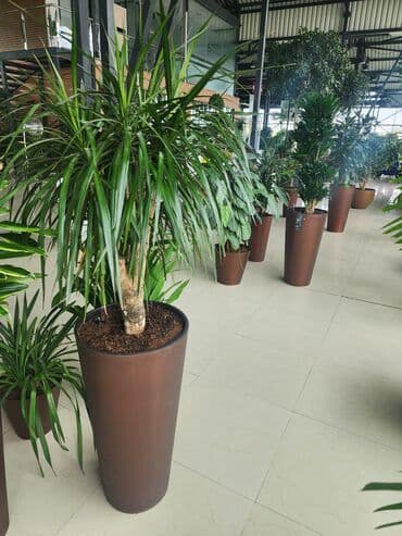 dibcek gulleri qiymeti: Bitgi və dibçəklər — 3