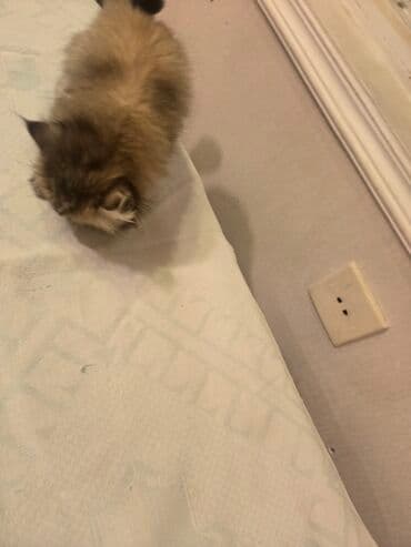 xaski it satisi: Şinşilla — 2