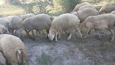 qusarda inek satilir: Saxlamağa super quzular.2 başdı.İkisidə erkəkdi.Ünvan Şəki — 3