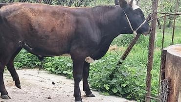 simmental inekler: Bordaqlıq erkək danalar var tərəzinin satılır gözəyarıda — 5