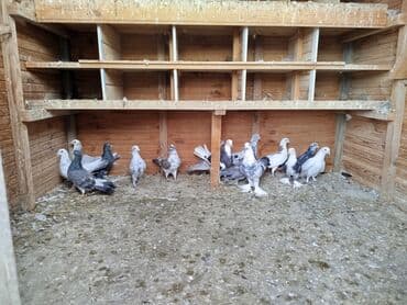 goyercin satisi 2019: Salam gördüyünüz quşlar biri 15 manatdan satılır əbreş də var — 4