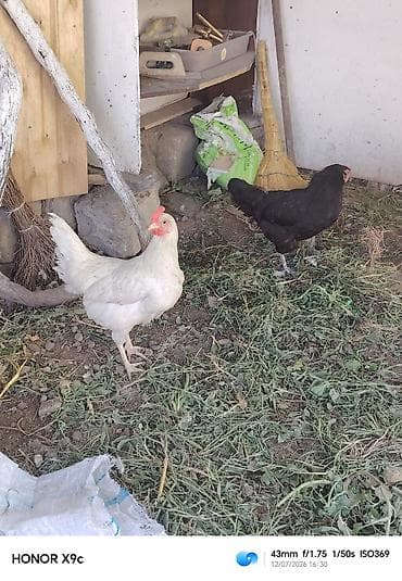 Toyuqlar: Toyuq, Damazlıq — 3