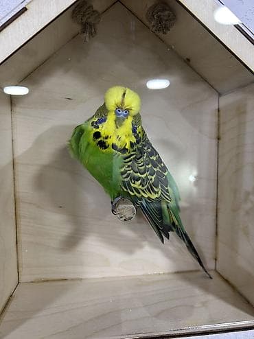 tuk tuk mmc: Salam . Jumbo erkək quşlar satılır hamısı hazır erkəylərdi çoxsu cütdə — 3