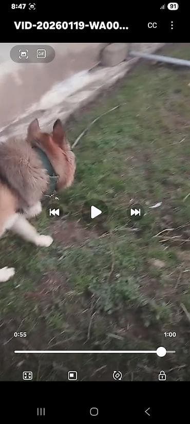 ucuz ev itleri: Alman çoban iti — 4