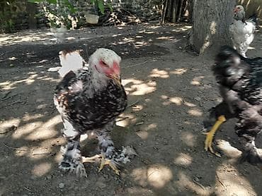 toyuq: Toyuq, Brama, Damazlıq, Ödənişli çatdırılma — 4