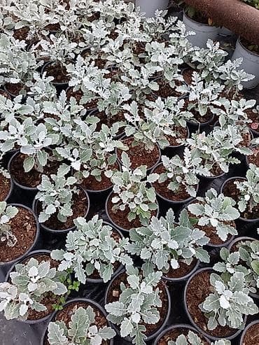 Çöl bitkiləri: Kalanxoe (Kalanchoe blossfeldiana) – saksı bitkisi - Çeşid: çiçəkli — 5