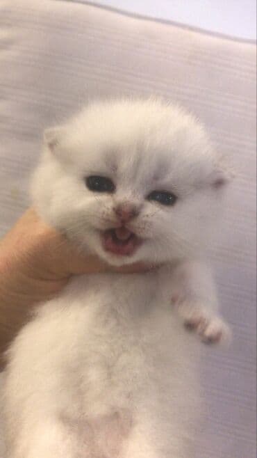 pişik adları azeri: Şinşilla, Dişi — 5