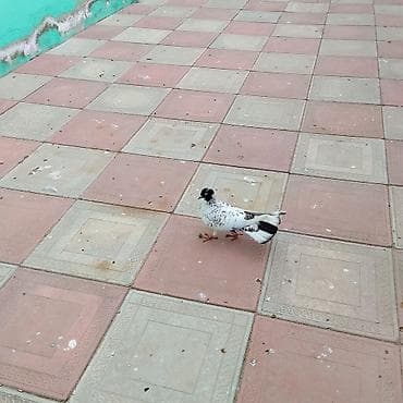 Tavan: Qarabas mayadi tam saglamdi - Material: vibromoldinq üsulu ilə — 3