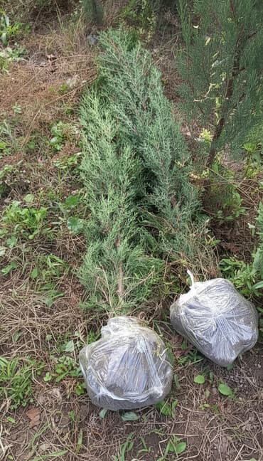 Thuja/ardıc şitilləri – torpaq topu ilə lalafo.az -da Thuja/ardıc şitilləri – torpaq topu ilə