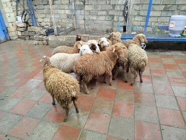 Məhsul: Qoyun sürüsü Təsvir: - Şəkillərdə müxtəlif rəng və ölçülərdə