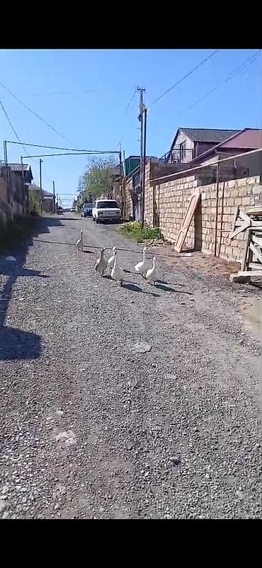 tap az at: Salam öz,qapımın,1 iılik sağlam kök qazlarıdır maşallah olsun təzə — 3