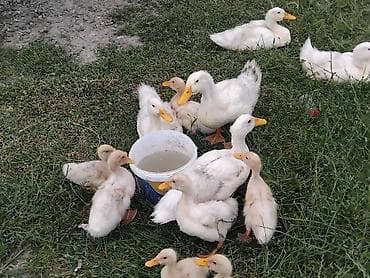 pulsuz itlerin verilmesi: Salam,21 ədəd cins ördək satılır,irili xırdalıdır,tək satılmır,yalnız — 6