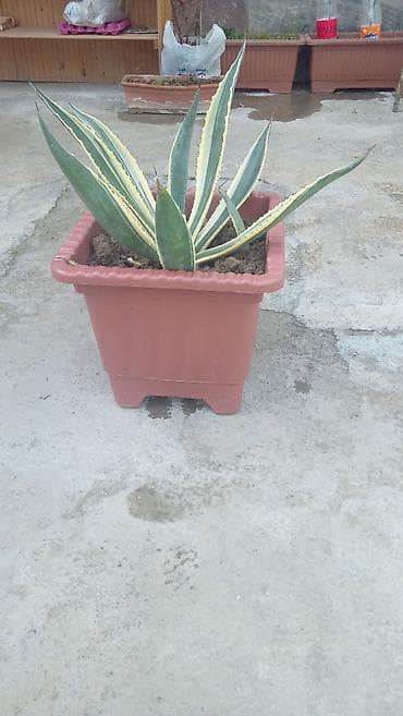 yeddi gozel gulu haqqinda: Həyət gülü satilir cox gözəl görünüşü var dibcəkdədir — 2