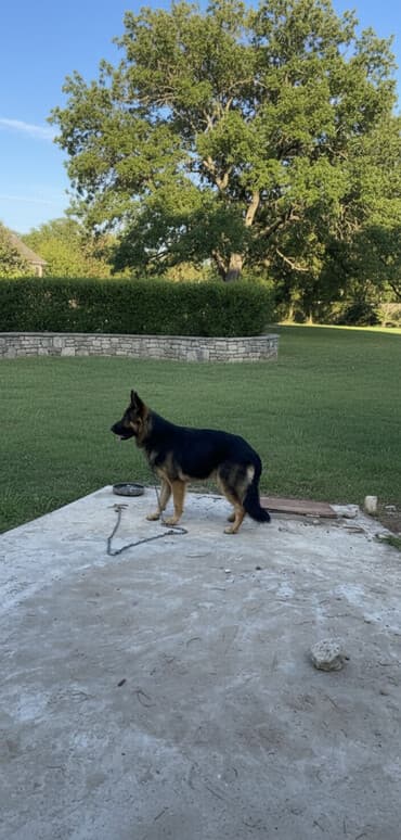 meymun balasi satiram: Alman çoban iti, 1 il, Erkek, Peyvəndli, Ünvandan götürmə — 1