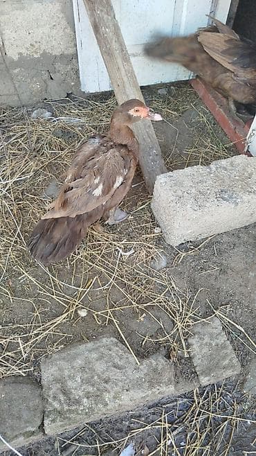 Salam tam sağlam heyvanlardir