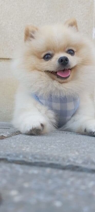 cütleşdirilir: Шпиц, 2 года, Самец, Для вязки, Бесплатная доставка, Доставка в районы — 1