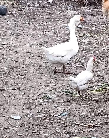 heyvanlara verilən xüsusi adlar: Dişi, | Xolmogor, Damazlıq, Ödənişli çatdırılma — 1