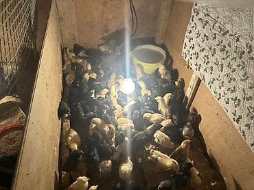 canlı meymun: 16.04.2026 tarixində çixmis tam saglam cücələrdi
Qiymət 0.75azn — 2