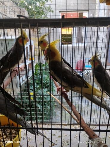 hələb kecilərin qiyməti: Korella Karella tutuqusu papuqay sevgi quşu nerazlucnik valnist 14 — 5