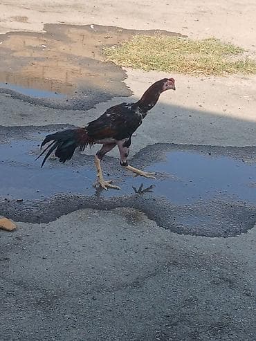 rəngli balıqlar: Malakan (Aseel tipli) xoruz – uzunboy, möhkəm skeletli, güclü ayaqlı — 3