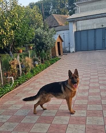 heyvanlar itler: Alman çoban iti, 11 ay, Erkek, Peyvəndli, Ödənişli çatdırılma — 6