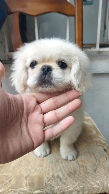 azerbaycan it adlari erkek: Pekines, 2 ay, Erkek — 2