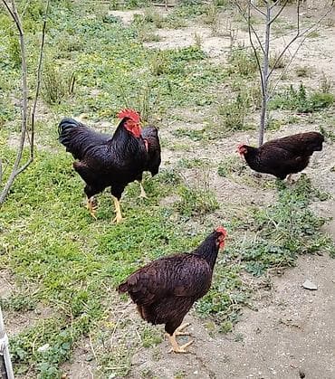Pişiklər: Saf qanlı Rhode Island Red toyuqu Saf qan təmiz cins Red İsland — 1