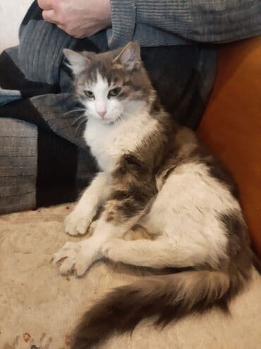 ev itləri satışı: Ev pişiyi. Etibarlı əllərə verilir — 2