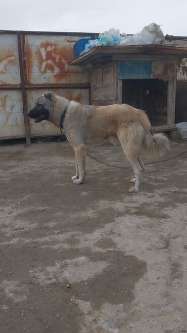 кане корсо в баку: 1 год, Самец — 2