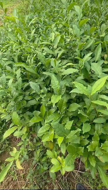 Tinglər: Çay kolları – Camellia sinensis fidanları - Növ: Camellia sinensis — 1