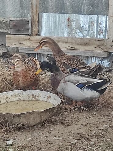 ördək haqqında məlumat: Salam 1 yaşıl baş kəkilli, 2 sona 1 ri kəkilli satilir qiyməti 60 AZN — 11